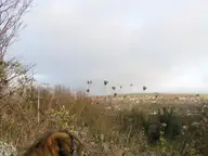 Call of the Even Slightly Wild