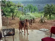 In?