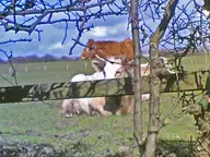 Contented Cows