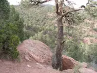 Trees on Mars