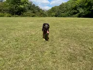 A Simple Dog One