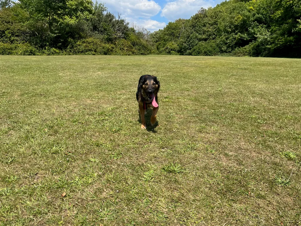 A Simple Dog One