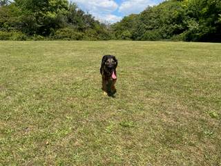 A Simple Dog One