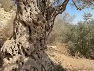 Gnarled Bark