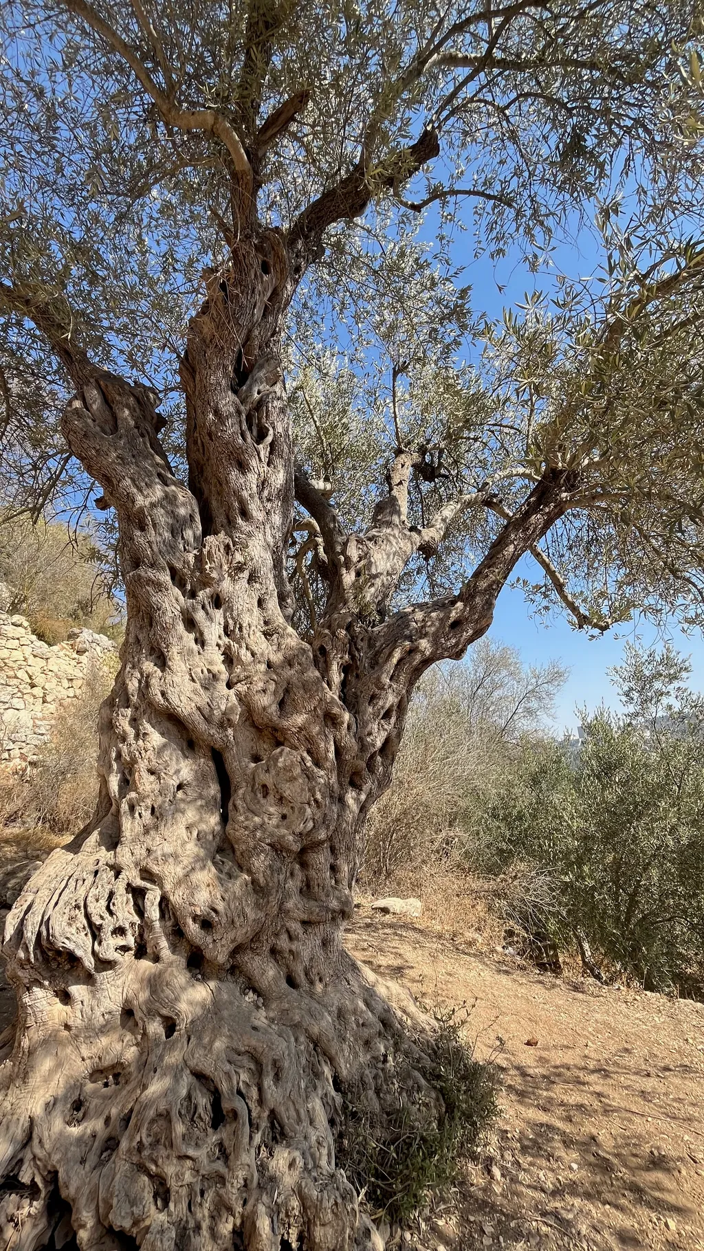 Gnarled Bark