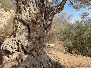 Gnarled Bark